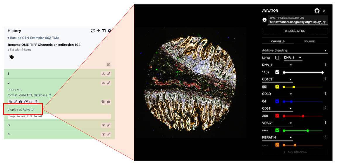Screenshot shows a galaxy dataset expanded, and then the 'display at aviator' link expanded into a screenshot of Aviator showing a multicoloured histology slide.