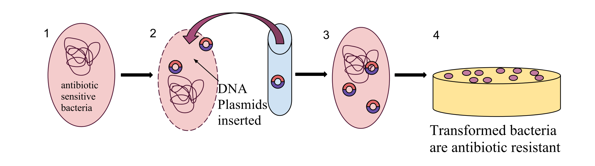 Illustration of transformation of a bacteria to drug resistance. 