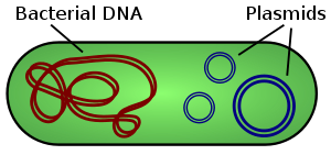 Depiction of plasmids. 
