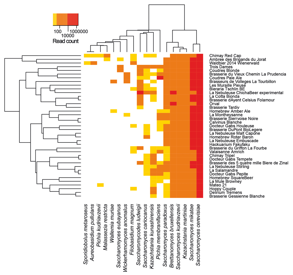 Heatmap with rows being type of beers and columns fungi species. For the rows, the name of beers are on the right and clustering tree on the left side of the heatmap. For the columns, the name of the species are on the bottom and the clustering tree on the top. The fungi species are sorted from the least abundant on the left to the most abundant on the right.