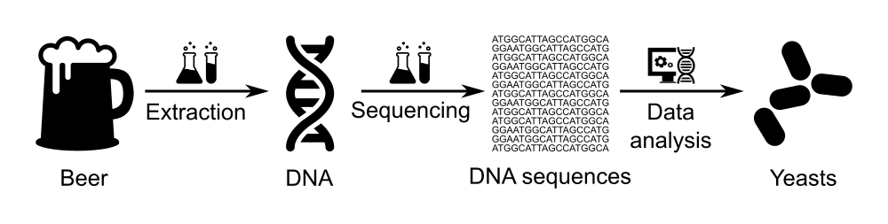 The image represents a BeerDEcoded workshop. On the left, there is a beer glass. An arrow goes from the bottle to DNA with "Extraction" written on the below. An arrow goes from DNA to DNA sequences with "Sequencing" written on the below. An arrow goes from the DNA sequences to Yeasts with "Data analysis" written on the below. 