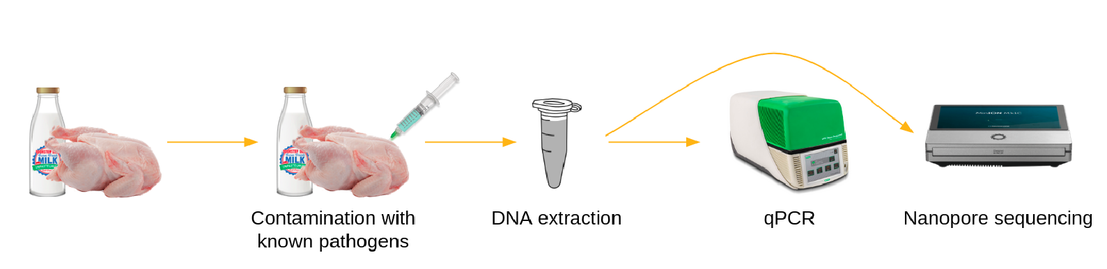 From left to right: Biolytix logo. Chicken + milk. An arrow going to the right toward Chicken + milk and a syringe with "Contamination with known pathogens" written below. An arrow going to the right toward an Eppendorf tube with "DNA extraction" written below,  An arrow going to the right toward a qPCR machine, and another arrow over the qPCR toward a Nanopore sequencing. . 